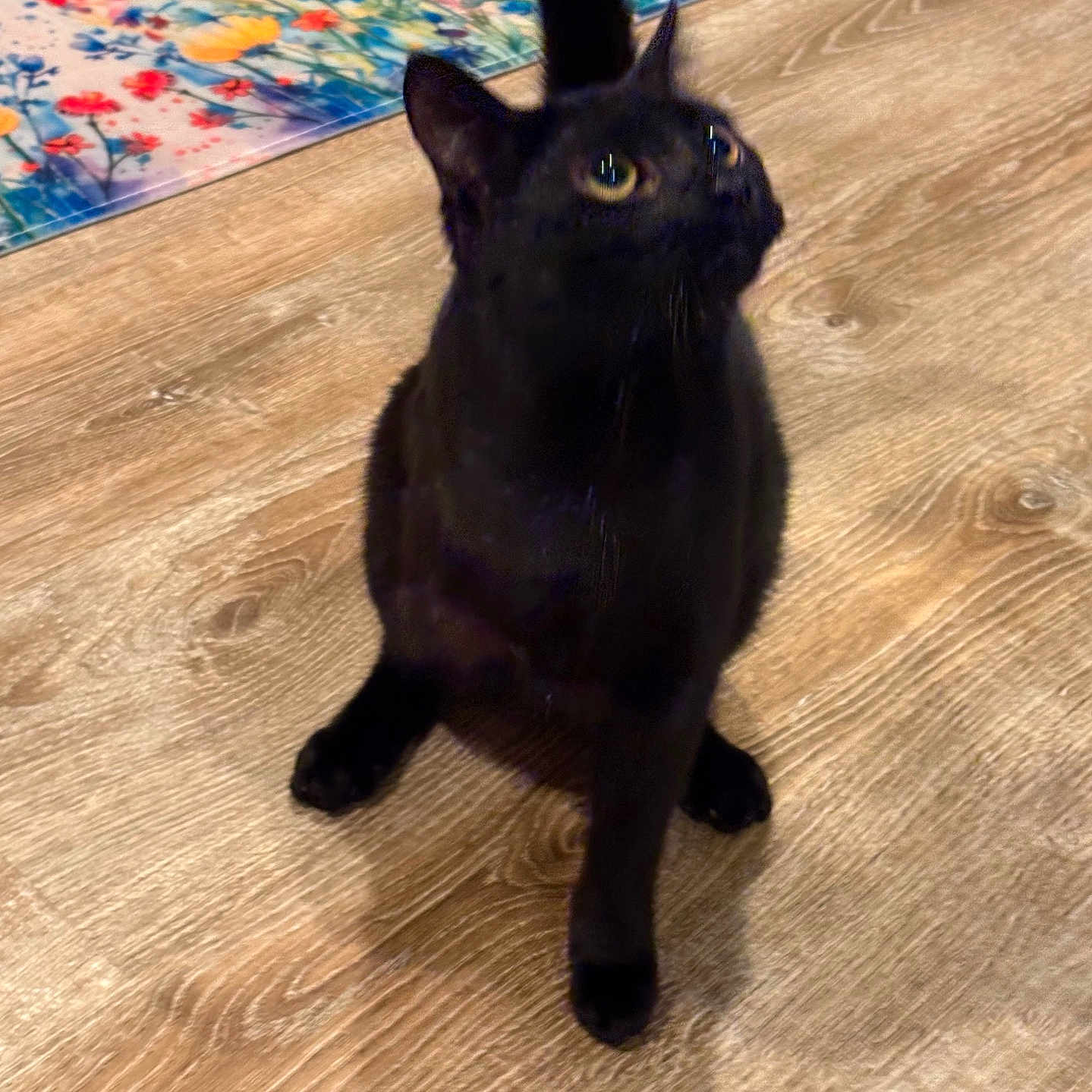 Dash is registered to the contest to win money with this photo: animal, blackcat, cat, hardwood, kitten, manx, pet, plywood, wood