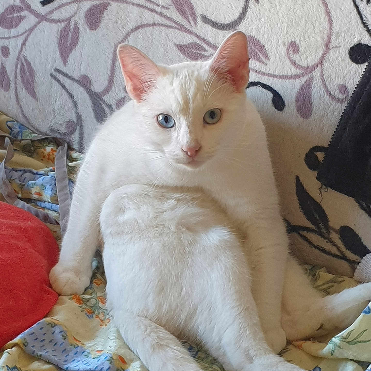 Angel