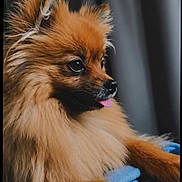 Xena participe au concours pour gagner de l'argent avec cette photo : dog, pomeranian, fluffy, pet, animal, portrait, brown_coat, tongue_out, resting, cute, furry, indoor, close_up, looking_away, companion, domestic_animal, small_dog, adorable, cozy, calm