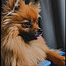 dog, pomeranian, fluffy, pet, animal, portrait, brown_coat, tongue_out, resting, cute, furry, indoor, close_up, looking_away, companion, domestic_animal, small_dog, adorable, cozy, calm