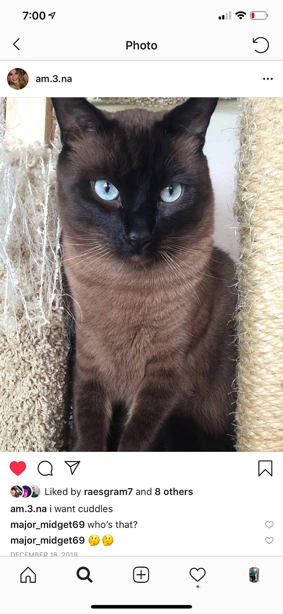 Neko joined the competition — help win amazing prizes! asian, black_cat, bombay, british_shorthair, burmese, carnivore, cat, domestic_short_haired_cat, felidae, headwear, javanese, joy, korat, mammal, person, photo_caption, siamese, small_to_medium_sized_cats, thai, tonkinese