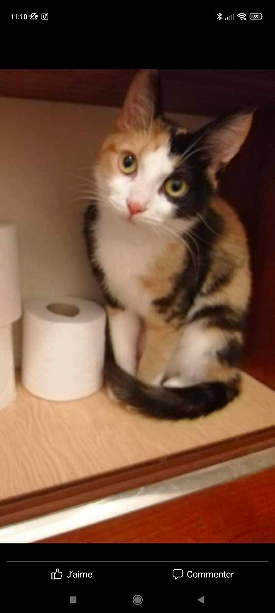 Plume participe au concours pour gagner de l'argent avec cette photo : box, carnivore, cat, cat_supply, domestic_short_haired_cat, felidae, flooring, fur, hardwood, household_supply, paper_towel, paw, pet_supply, small_to_medium_sized_cats, snout, tail, tissue_paper, toilet_paper, whiskers, wood