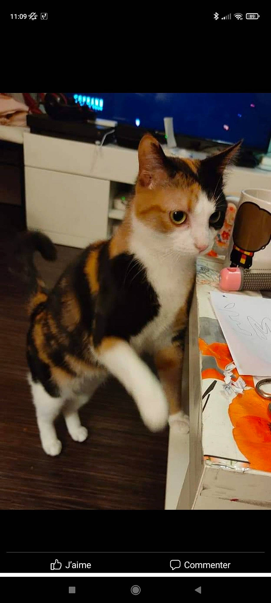 Plume a rejoint le concours — aidez-le/la à gagner de superbes lots ! box, carnivore, cat, domestic_short_haired_cat, felidae, flooring, fur, hardwood, paw, publication, sitting, small_to_medium_sized_cats, tail, whiskers, wood