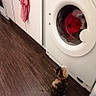 Plume a rejoint le concours — aidez-le/la à gagner de superbes lots ! automotive_tire, carnivore, clothes_dryer, comfort, companion_dog, floor, flooring, hardwood, home_appliance, interior_design, laundry, laundry_room, lighting, major_appliance, mammal, tints_and_shades, vertebrate, washing_machine, white, wood