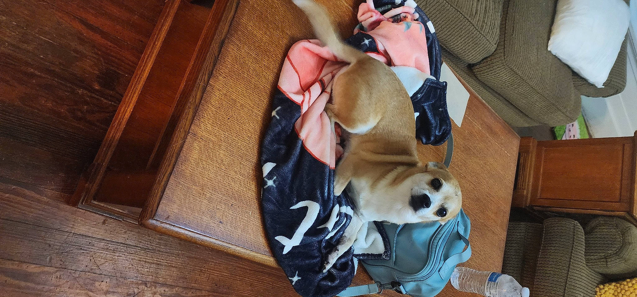 Butters joined the competition — help win amazing prizes! carnivore, collar, comfort, companion_dog, dog, dog_breed, dog_supply, eyewear, fawn, fedora, goggles, hardwood, hat, personal_protective_equipment, pet_supply, snout, sunglasses, tie, wood, working_animal