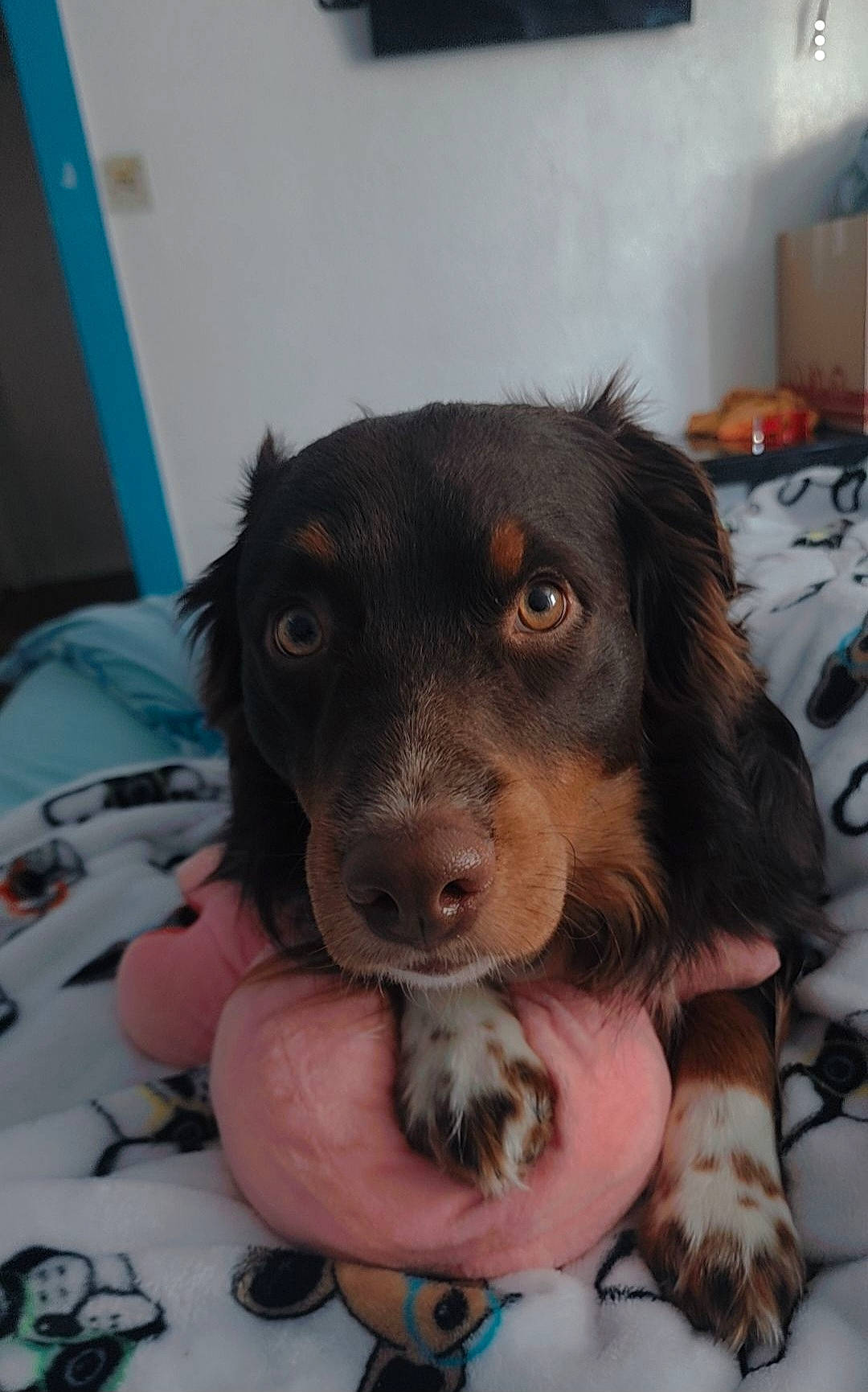 Bear is registered to the contest to win money with this photo: canidae, carnivore, cocker_spaniel, companion_dog, dog, dog_breed, ear, fur, hunting_dog, liver, paw, puppy, puppy_love, snout, spaniel, sporting_group, whiskers, working_animal, working_dog