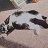 Dana is registered to the contest to win money with this photo: black_and_white, carpet, casual_photo, cat, domestic_animal, feline, floor, fur, home, indoor, lying_down, paws, pet, playful, relaxed, resting, side_view, sleeping, tail, toy