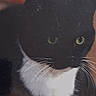 Dana joined the competition — help win amazing prizes! animal, black_cat, cat, close_up, eyes, face, feline, fur, green_eyes, indoors, nose, pet, photography, portrait, serious, staring, tuxedo_cat, whiskers, white_chest, wood