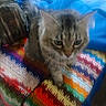 Muffler is registered to the contest to win money with this photo: animal, backpack, blanket, blue_bedding, cat, close_up, colorful, cozy, cute, feline, fluffy, green_eyes, indoors, kitten, pet, portrait, rainbow_blanket, sitting, striped_fur, tabby