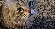 Muffler joined the competition — help win amazing prizes! adorable, blue_eyes, brown_cat, carpet, cats, closeup, cuddling, ears, feline, fluffy, gray_cat, green_eyes, indoor, longhaired, nose, pet, portrait, tabby, two_cats, whiskers