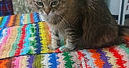 Muffler joined the competition — help win amazing prizes! animal, blanket, cat, colorful, cozy, crochet, domestic, ears, fluffy, fur, furniture, household, indoor, looking, pet, sitting, striped, tabby, tail, whiskers