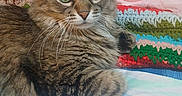 Muffler joined the competition — help win amazing prizes! alert, animal, bed, cat, clothing, colorful_blanket, crocheted_blanket, ears, fluffy, fur, furniture, green_eyes, indoor, mirror, pastel_fabric, pet, relaxed, resting, tabby, whiskers