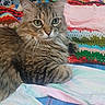 Muffler is registered to the contest to win money with this photo: cat, tabby_cat, fluffy, longhaired, green_eyes, whiskers, ears, fur, pet, animal, portrait, sitting, bed, blanket, crochet, bedroom, clothing, indoors, colorful, relaxed