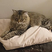 Muffler joined the competition — help win amazing prizes! cat, tabby, fluffy, long_hair, feline, pet, animal, whiskers, ears, paws, lying_down, lounging, cushion, blanket, bed, indoor, home, portrait, brown, gray