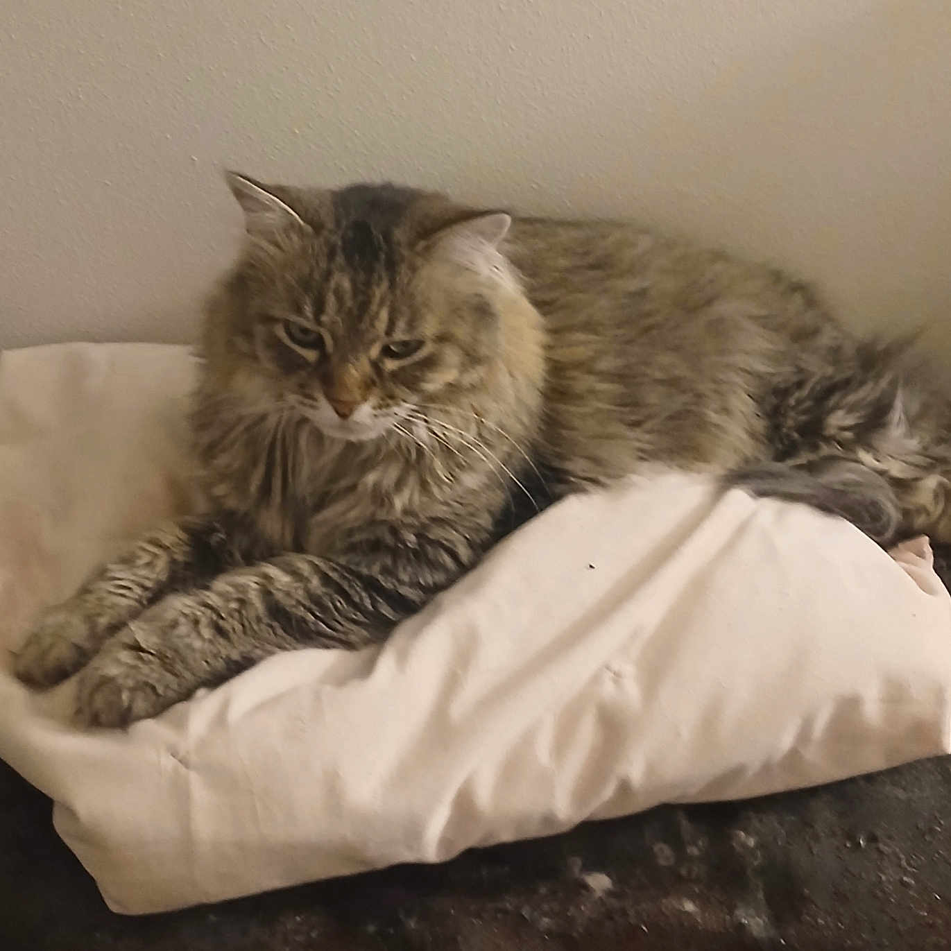 Muffler joined the competition — help win amazing prizes! cat, tabby, fluffy, long_hair, feline, pet, animal, whiskers, ears, paws, lying_down, lounging, cushion, blanket, bed, indoor, home, portrait, brown, gray