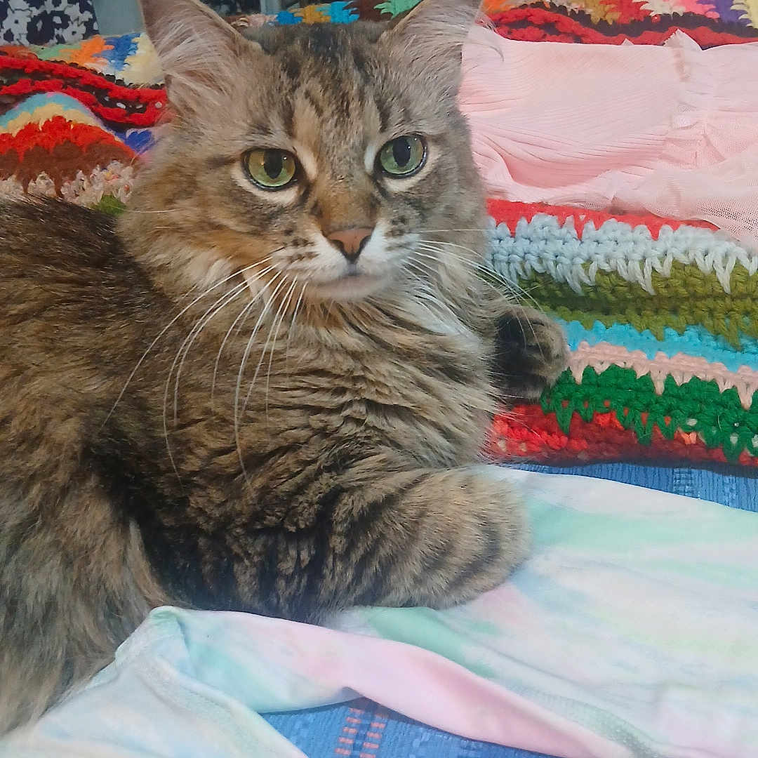Muffler joined the competition — help win amazing prizes! cat, tabby, fluffy, long_hair, green_eyes, whiskers, ears, feline, pet, animal, sitting, lying_down, bed, blanket, patchwork, colorful, bedroom, indoors, portrait, cozy