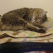 Muffler joined the competition — help win amazing prizes! animal, blanket, cat, comfort, cozy, cute, domestic_animal, eye, feline, fur, indoor, laying, pet, pile, relaxed, resting, sleeping, soft, tabby_cat, whiskers