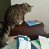 cat, furniture, couch, papers, books, clutter, indoor, brown, fluffy, tail, wall, light_switch, reading_material, domestic_animal, pet, fur, curious, looking_back, household, messy