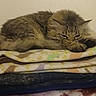 Muffler joined the competition — help win amazing prizes! animal, blanket, cat, comfort, cozy, cute, domestic_animal, feline, fur, indoor, mammal, pet, pile, relaxing, resting, sleeping, soft, stack, tabby_cat, warm