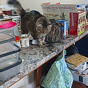 Muffler is registered to the contest to win money with this photo: backpack, bag, box, cat, chair, countertop, curious_cat, domestic, feline, fur, household_items, indoor, kitchen, marble_countertop, mug, pet, stool, tabby_cat, tail, wooden_stool