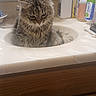 Muffler is registered to the contest to win money with this photo: animal, bathroom, bottle, cabinet, cat, countertop, curious, cute, domestic, feline, fur, grooming, home, indoor, pet, relaxed, sink, soap, tabby, whiskers