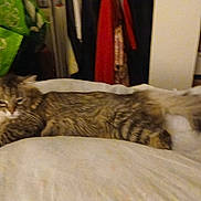 Muffler is registered to the contest to win money with this photo: cat, tabby, bed, furniture, indoor, pet, animal, fur, resting, clothing, bag, room, cozy, domestic, long_hair, tail, sleepy, relaxed, household, laying_down