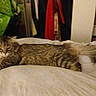 cat, tabby, bed, furniture, indoor, pet, animal, fur, resting, clothing, bag, room, cozy, domestic, long_hair, tail, sleepy, relaxed, household, laying_down