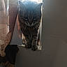Muffler is registered to the contest to win money with this photo: cat, tabby_cat, pet, animal, feline, window, windowsill, indoor, backlit, curtain, fur, striped_fur, ears, whiskers, eyes, sitting, portrait, home, wall, daylight