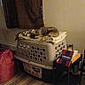 cat, sleeping, laundry_basket, blanket, indoor, wooden_floor, curtain, table, book, cup, cozy, pet, resting, furniture, home, quiet, soft_lighting, corner, domestic, relaxation