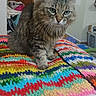 Muffler is registered to the contest to win money with this photo: animal, background_objects, cat, closeup, colorful, cozy, crocheted_blanket, curious, domestic_animal, feline, fluffy, fur, green_eyes, home, household, indoor, pet, sitting, tabby, whiskers