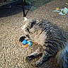 cat, fluffy, carpet, toy, feathers, blue_ball, relaxed, indoor, pet, feline, playing, sleeping, home, comfort, animal, fur, claw, paw, resting, cozy