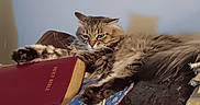 Muffler is registered to the contest to win money with this photo: cat, tabby_cat, fluffy_cat, couch, leather_couch, book, holy_bible, pillow, quilt, cactus_pattern, indoor, pet, resting, fur, animal, feline, relaxed, furniture, home, living_room