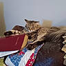 cat, tabby_cat, fluffy_cat, couch, leather_couch, book, holy_bible, pillow, quilt, cactus_pattern, indoor, pet, resting, fur, animal, feline, relaxed, furniture, home, living_room