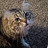 cat, tabby, pet, animal, feline, whiskers, eyes, fur, carpet, indoor, closeup, curious, cute, domestic, mammal, looking_up, fluffy, texture, sitting, portrait