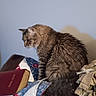cat, tabby, feline, quilt, patchwork, couch, leather, book, indoor, pet, fur, sitting, side_view, cozy, home, animal, resting, quiet, curious, domestic