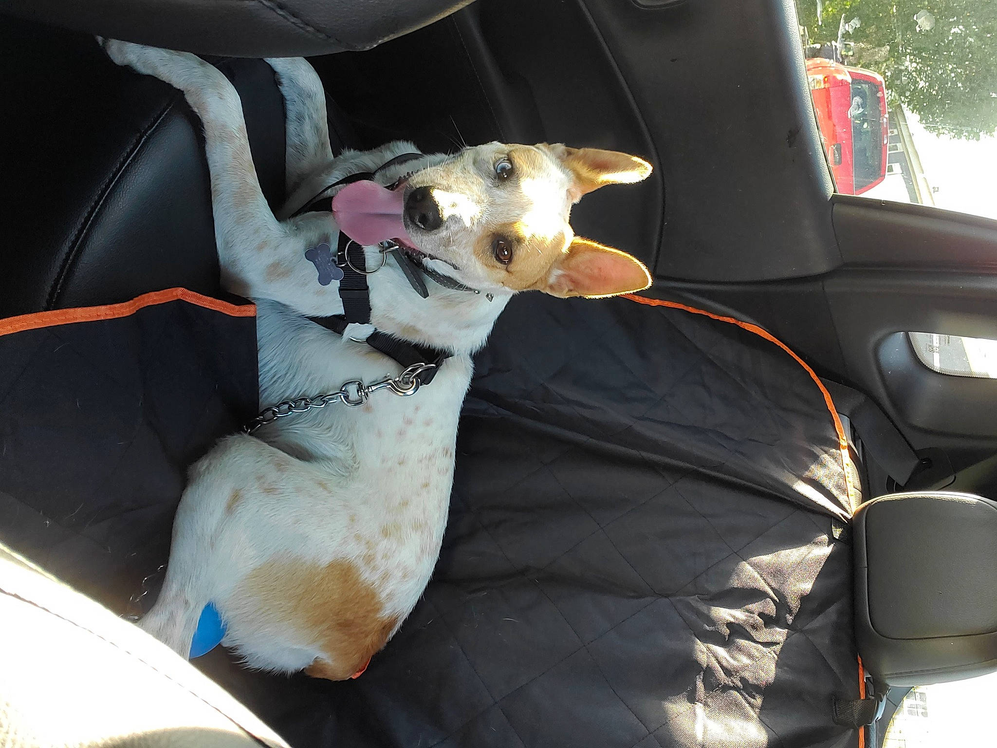 Bubba is registered to the contest to win money with this photo: auto_part, automotive_exterior, canidae, car, car_seat, car_seat_cover, carnivore, collar, comfort, companion_dog, dog, dog_breed, dog_collar, fawn, motor_vehicle, seat_belt, snout, sporting_group, vehicle, vehicle_door