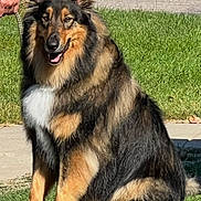 Loki joined the competition — help win amazing prizes! dog, canine, pet, fluffy, sitting, grass, outdoor, leash, owner, sunlight, happy, animal, nature, fur, portrait, mammal, domestic_animal, friendly, companion, cute