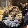 cat, tabby, pet, animal, feline, sunlight, nap, bed, cozy, relaxed, indoor, window, plush, fur, whiskers, paw, sleepy, comfortable, resting, home