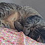 cat, tabby_cat, sleeping, curled_up, bedspread, floral_pattern, indoor, pet, feline, resting, cozy, cute, fur, whiskers, paw, striped, animal, domestic_animal, relaxation, napping