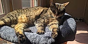 Bubbles is registered to the contest to win money with this photo: cat, tabby, pet, animal, feline, sunlight, nap, bed, cozy, relaxed, indoor, window, plush, fur, whiskers, paw, sleepy, comfortable, resting, home
