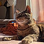 cat, tabby, indoor, sunlight, bed, curtains, whiskers, relaxed, pet, feline, striped, domestic_animal, cozy, resting, animal, paw, window, shadow, fur, calm