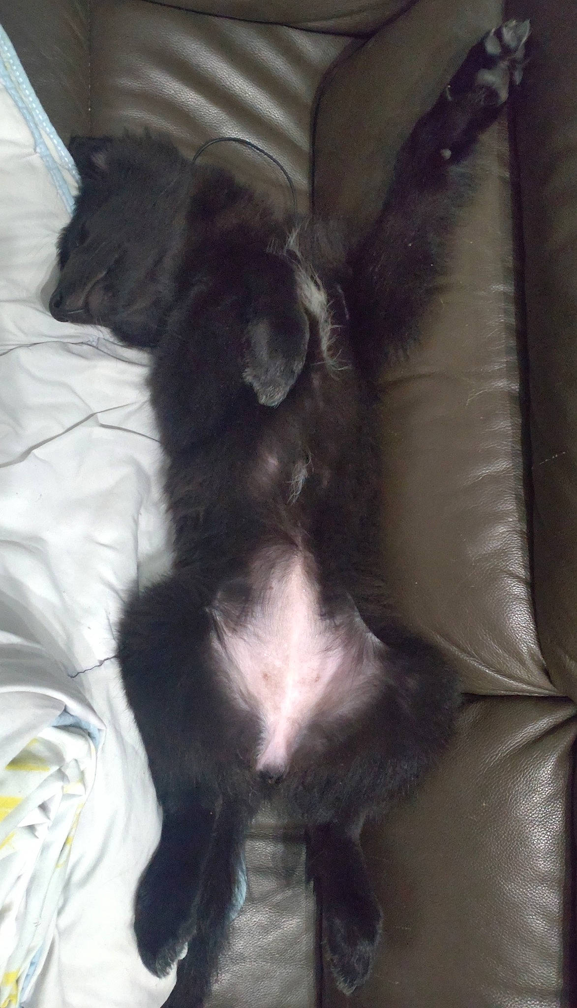 Saïka participe au concours pour gagner de l'argent avec cette photo : carnivore, claw, comfort, companion_dog, dog, dog_breed, fashion_accessory, fawn, foot, fur, human_leg, liver, paw, snout, tail, thigh, toy_dog, whiskers, wing, working_animal