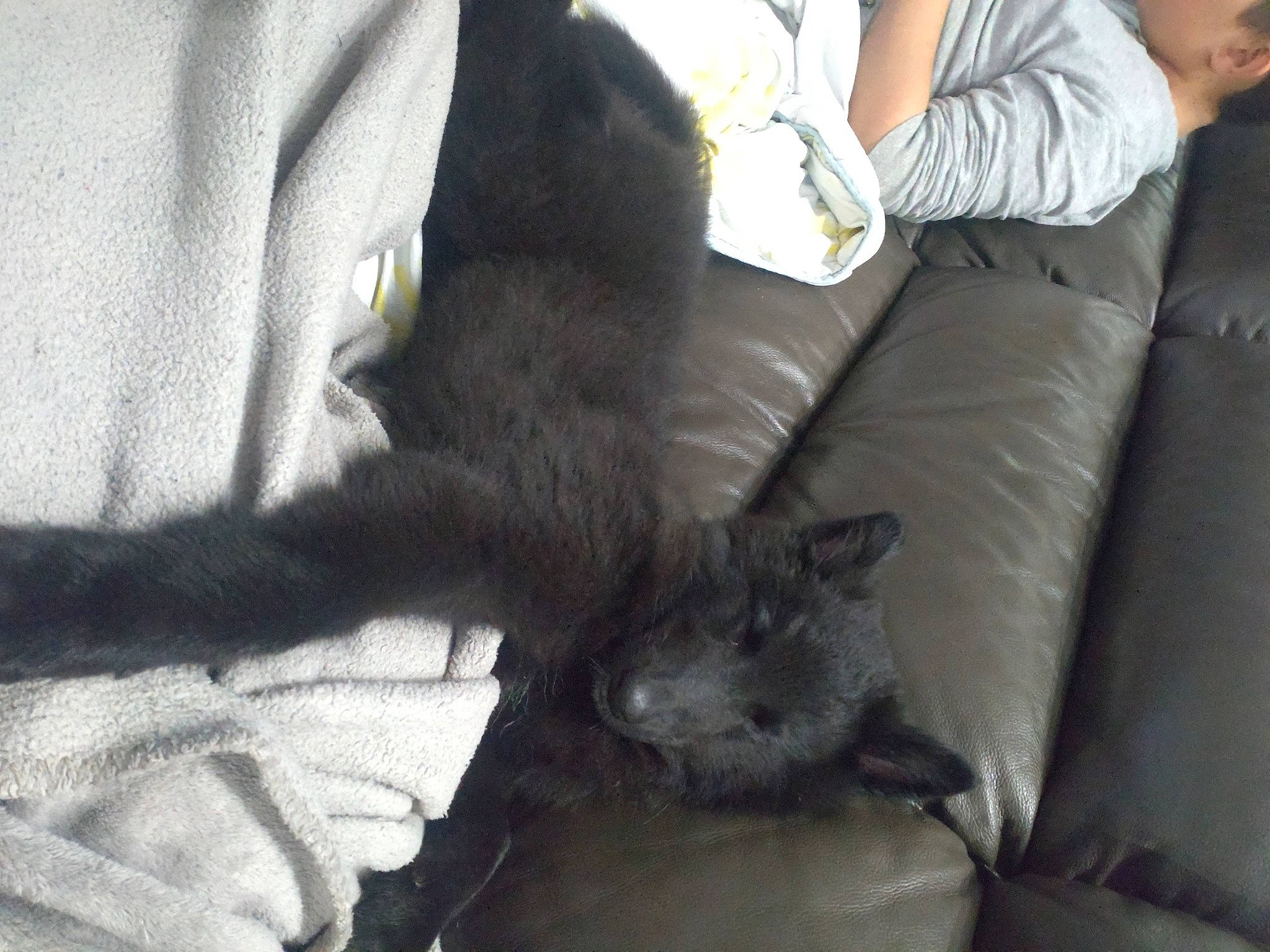 Saïka a rejoint le concours — aidez-le/la à gagner de superbes lots ! black_cat, carnivore, cat, comfort, companion_dog, couch, dog_breed, domestic_short_haired_cat, felidae, fur, grey, human_leg, lap, living_room, room, sitting, small_to_medium_sized_cats, tail, thigh, whiskers