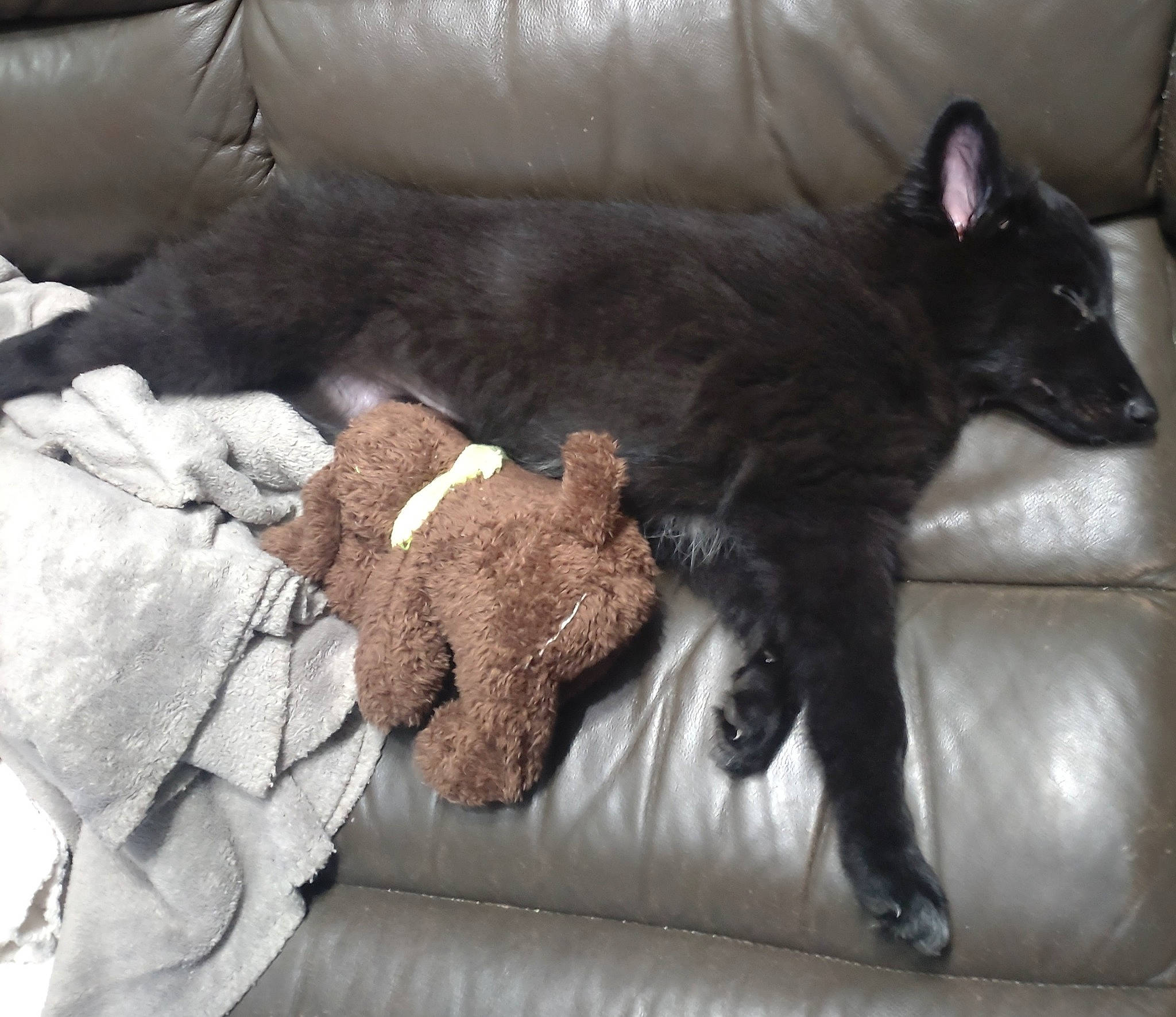 Saïka participe au concours pour gagner de l'argent avec cette photo : black_cat, carnivore, claw, comfort, companion_dog, couch, dog, dog_breed, felidae, fur, grey, liver, small_to_medium_sized_cats, sporting_group, stuffed_toy, tail, terrestrial_animal, toy, whiskers, working_animal