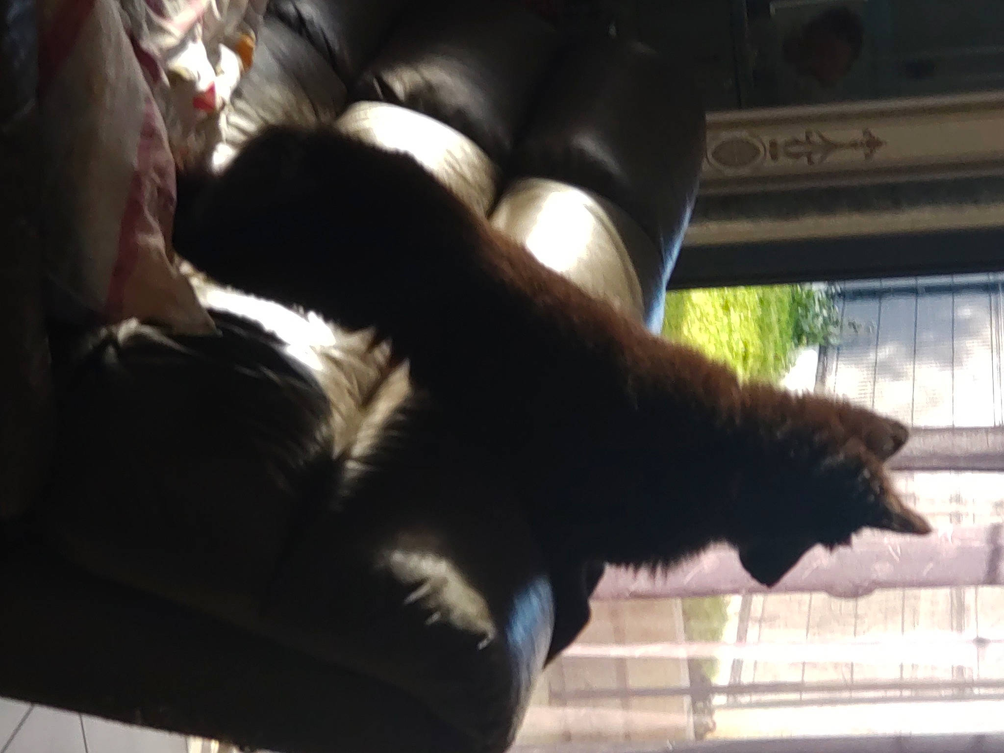 Saïka participe au concours pour gagner de l'argent avec cette photo : black_cat, carnivore, cat, comfort, companion_dog, dog_breed, felidae, fur, gesture, human_leg, room, shadow, small_to_medium_sized_cats, sporting_group, tail, thigh, tints_and_shades, whiskers, window, wood