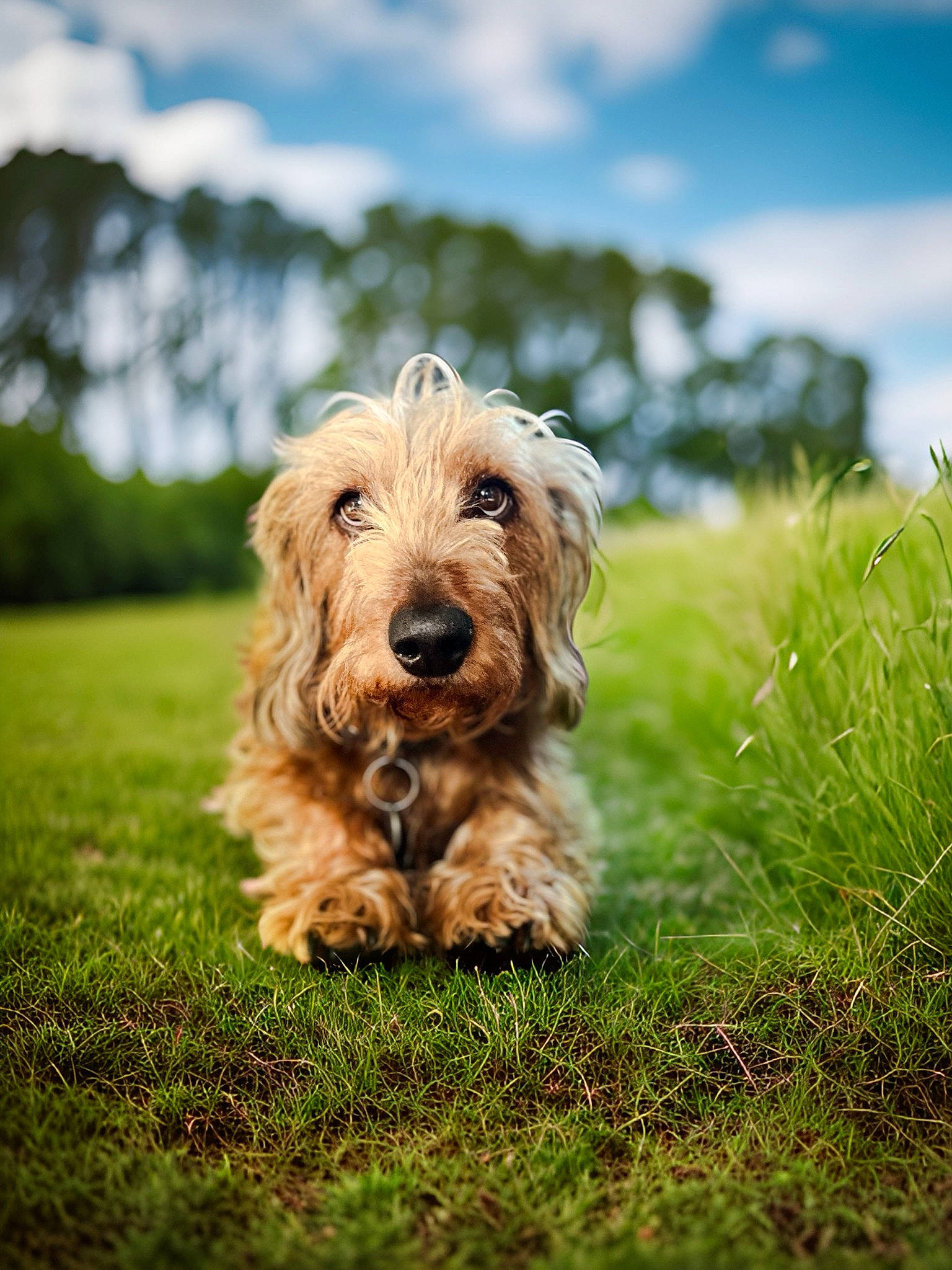 Charly Le Chien a rejoint le concours — aidez-le/la à gagner de superbes lots ! canidae, carnivore, cloud, companion_dog, dog, dog_breed, grass, grassland, landscape, liver, plant, sky, small_terrier, sporting_group, terrier, toy_dog, tree, water_dog