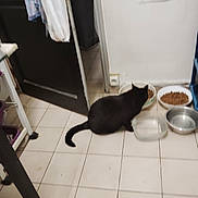 Billy a rejoint le concours — aidez-le/la à gagner de superbes lots ! black_cat, cat, food_bowl, water_bowl, indoor, tiled_floor, door, open_door, clothing, kitchen, pet, animal, floor, bowl, feeding, tile, wall, corner, household, room