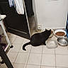 black_cat, cat, food_bowl, water_bowl, indoor, tiled_floor, door, open_door, clothing, kitchen, pet, animal, floor, bowl, feeding, tile, wall, corner, household, room