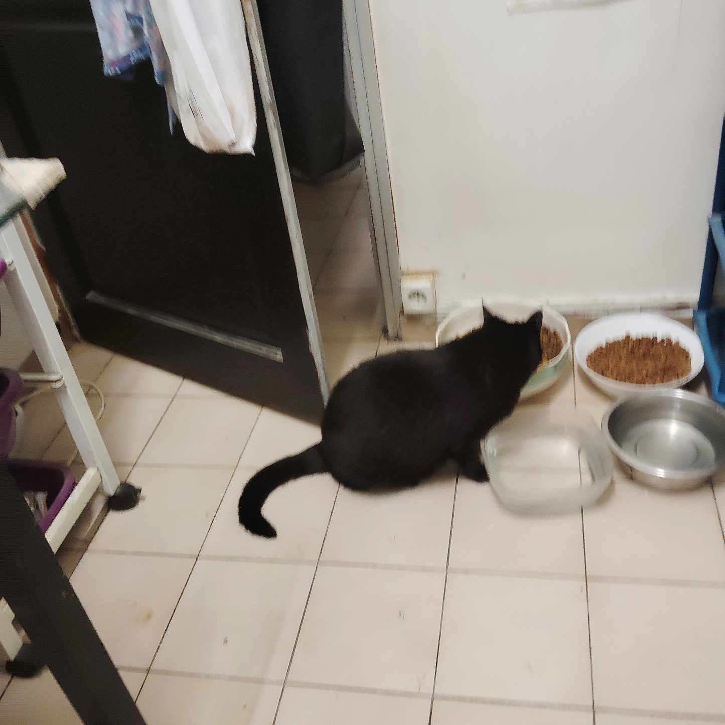 Billy a rejoint le concours — aidez-le/la à gagner de superbes lots ! black_cat, cat, food_bowl, water_bowl, indoor, tiled_floor, door, open_door, clothing, kitchen, pet, animal, floor, bowl, feeding, tile, wall, corner, household, room
