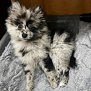 Cruella joined the competition — help win amazing prizes! dog, puppy, pomeranian, fluffy, black_and_white, fur, pet, cute, animal, lying_down, blanket, indoors, small_dog, ears, eyes, paw, cozy, resting, curious, soft